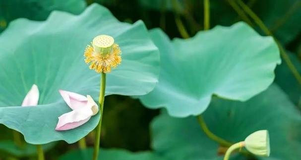 如何安定浮躁的心？